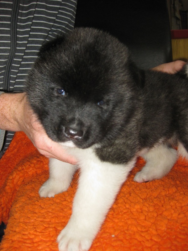 Puppies
